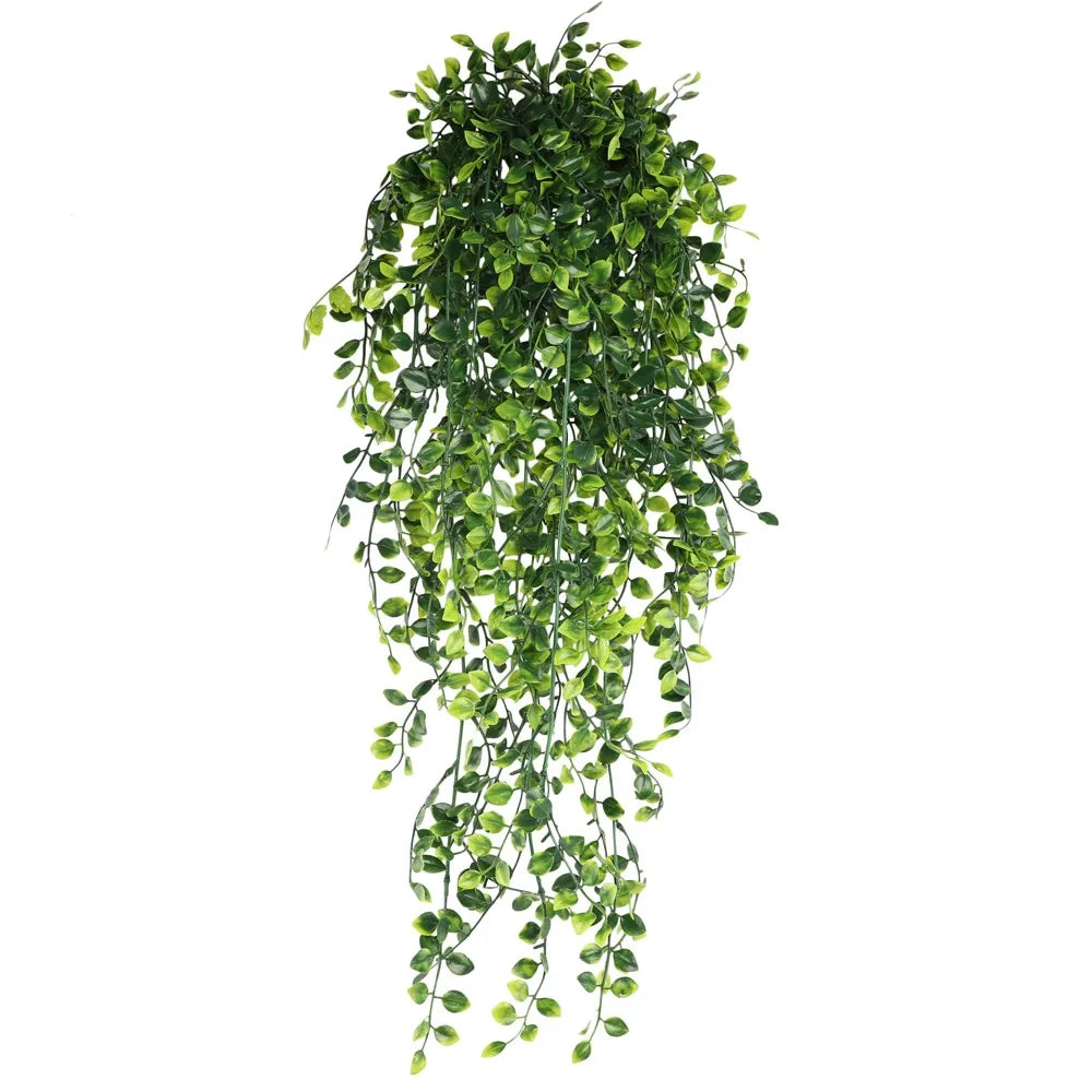 Persian Fern Leaf Vines